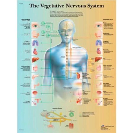 FABRICATION ENTERPRISES 3BÂ Anatomical Chart - Vegetative Nervous System, Laminated 12-4631L